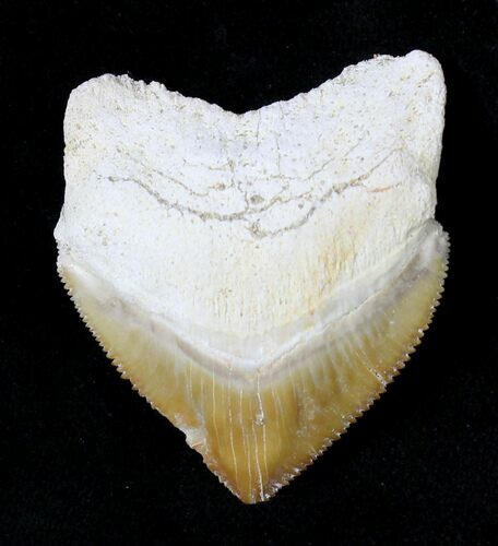 Large Squalicorax (Crow Shark) Fossil Tooth #19282